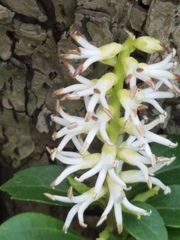 Pachysandra terminalis