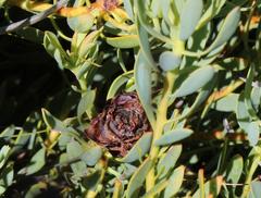 Leucadendron glaberrimum glaberrimum