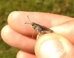 Stenobothrus ursulae