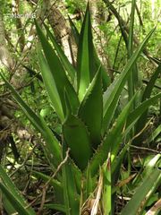 Agave angustiarum