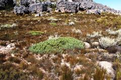 Leucadendron glaberrimum glaberrimum