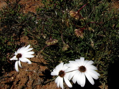 Dimorphotheca nudicaulis