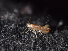 Phyllonorycter leucographella