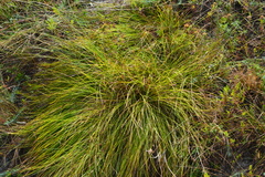 Carex humilis