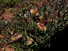 Dimorphotheca nudicaulis