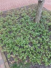 Pachysandra terminalis