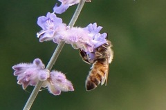 Apis mellifera