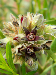 Raphionacme galpinii