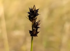 Carex muricata pairae