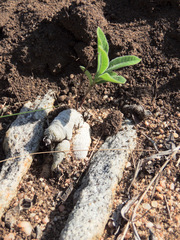 Raphionacme galpinii