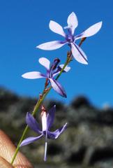 Prismatocarpus diffusus