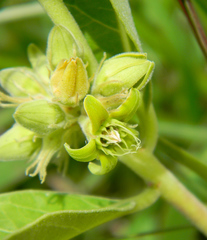 Raphionacme galpinii