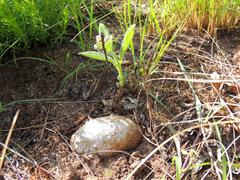 Raphionacme galpinii