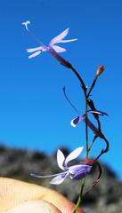 Prismatocarpus diffusus