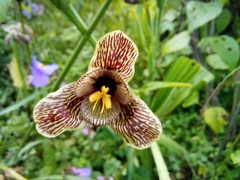 Tigridia vanhouttei