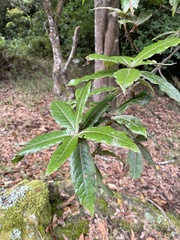 Quercus humboldtii
