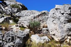 Paranomus tomentosus