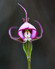 Disperis capensis capensis