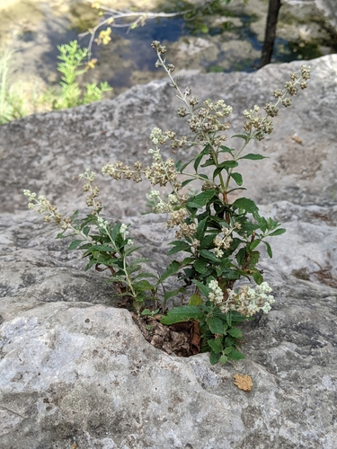 Wand butterflybush (Buddleja racemosa)