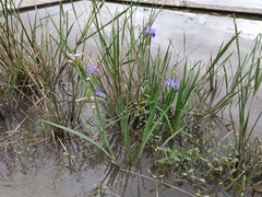 Iris giganticaerulea