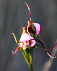 Disperis capensis capensis
