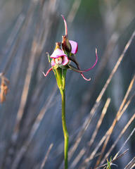 Disperis capensis capensis