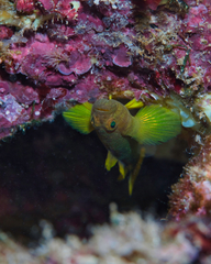 Priolepis aureoviridis