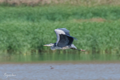 Ardea cinerea