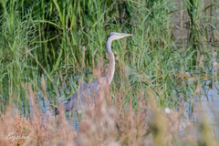 Ardea cinerea