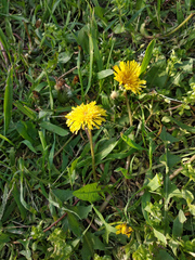 Taraxacum officinale
