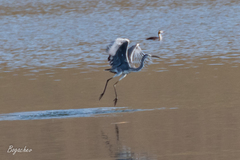 Ardea cinerea
