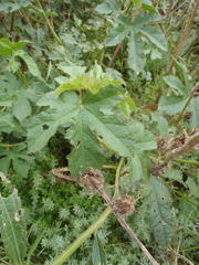 Hibiscus diversifolius diversifolius