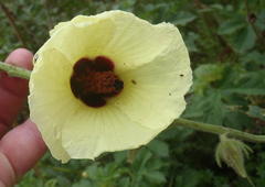 Hibiscus diversifolius diversifolius