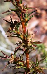 Cliffortia acanthophylla