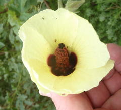 Hibiscus diversifolius diversifolius