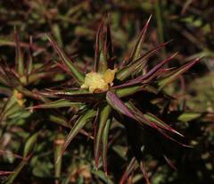 Cliffortia acanthophylla