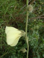 Hibiscus diversifolius diversifolius