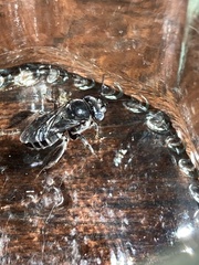 Ancyloscelis sejunctus