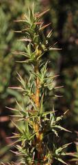 Cliffortia acanthophylla