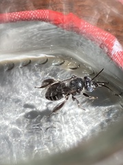 Ancyloscelis sejunctus