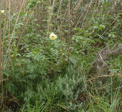 Hibiscus diversifolius diversifolius