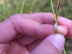 Carex muricata pairae