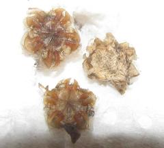 Drosanthemum parvifolium