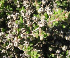 Drosanthemum parvifolium
