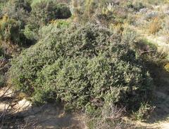 Drosanthemum parvifolium