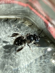 Ancyloscelis sejunctus