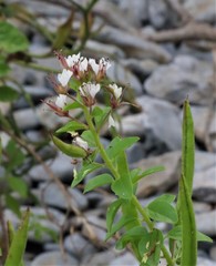 Polanisia dodecandra dodecandra