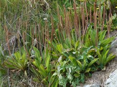Plantago