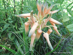 Aloe cooperi