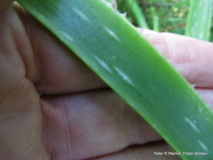 Aloe cooperi